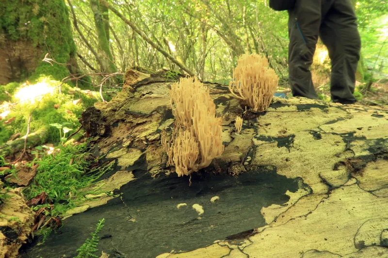 Artomyces pyxidatus 1 - IMG_8741